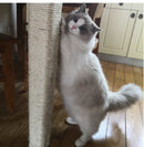 Corda para Arranhador de Gato | MeowCord